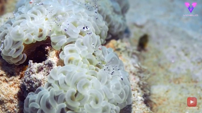 Fotógrafo submarino captura en imágenes un grupo de diminutas gambas transparentes