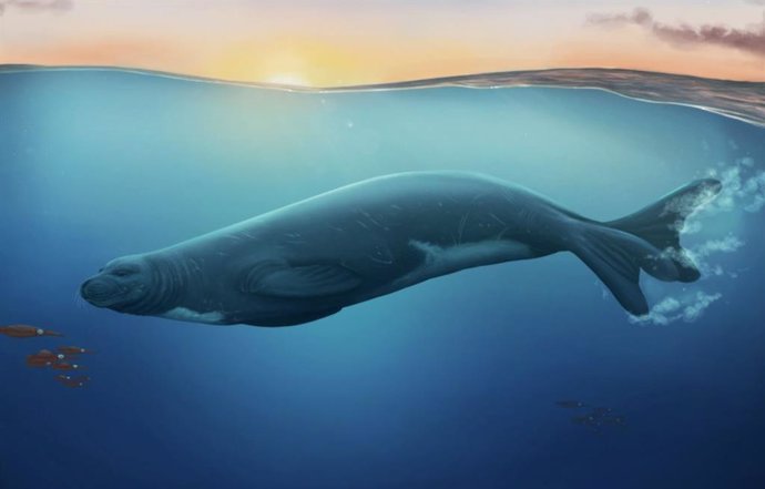 Una impresión artística de la especie de foca monje extinta recién descubierta