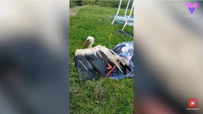 Una familia rescata a una cigüeña salvaje atrapada en una piscina