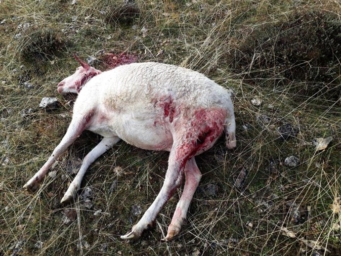 Ganado atacado por lobos