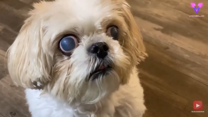 Este perro tiene un aspecto único con sus ojos de color azul pálido