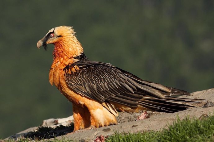 Ejemplar de quebrantahuesos en España