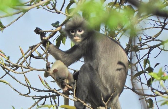 Hembra adulta y juvenil Popa langur (Trachypithecus popa) en el cráter del Monte Popa, Myanmar.