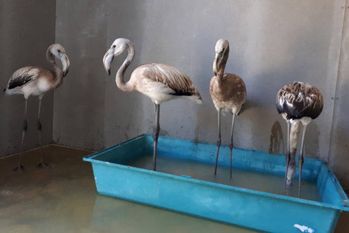 Un grup de flamencs al Centre de Recuperació de Fauna dels Aiguamolls aquest 11 de novembre del 2020. (Horitzontal)