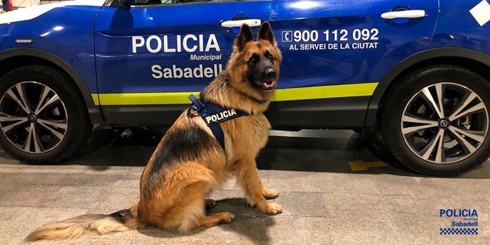 El gos policia Danko de la Policia Municipal de Sabadell.