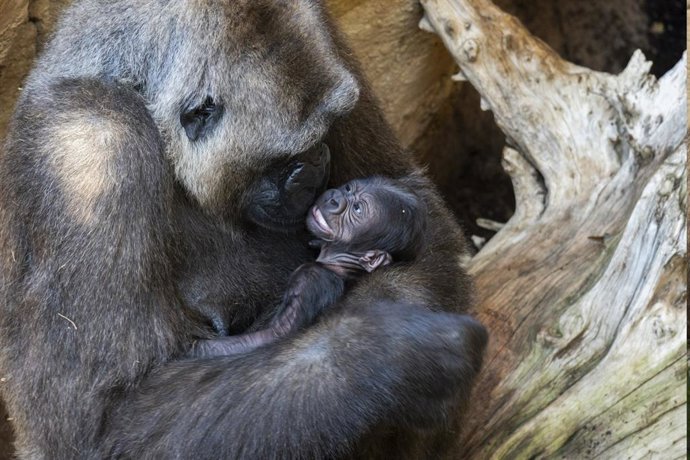 Primera cría de gorila nacido en Andalucía, en las instalaciones de Bioparc Fuengirola