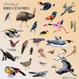 La genómica comparada arroja nueva luz sobre la diversidad de aves y otros vertebrados
