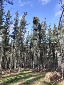 Palomera en Saldías