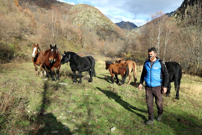 Pla general d'un ramader amb un ramat de cavalls pirinencs catal a un prat de Tavascan, al Pallars Sobir. Imatge de l'11 de novembre del 2020. (horitzontal)