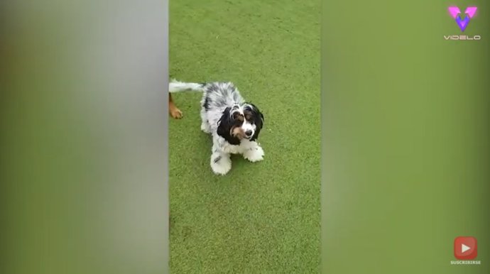 Este cachorro sirena se recupera después de ser arrojado desde un camión en movimiento