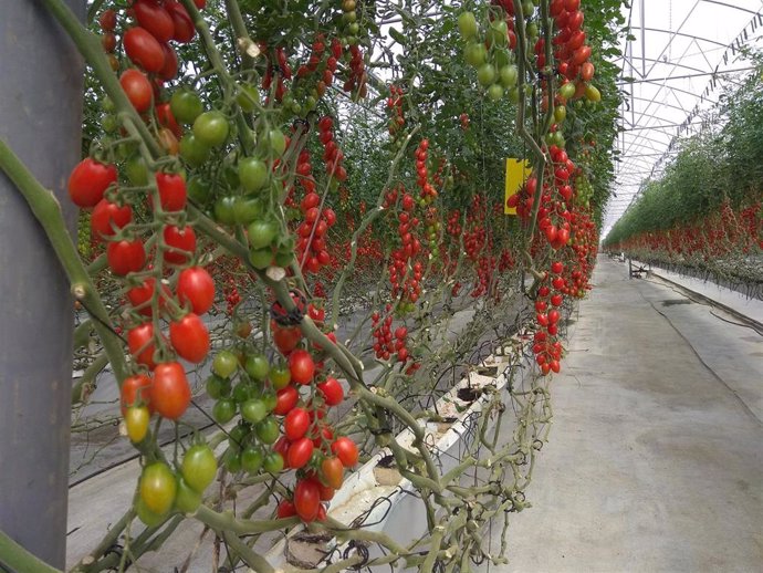 Cultivo de tomate en un invernadero de Almería