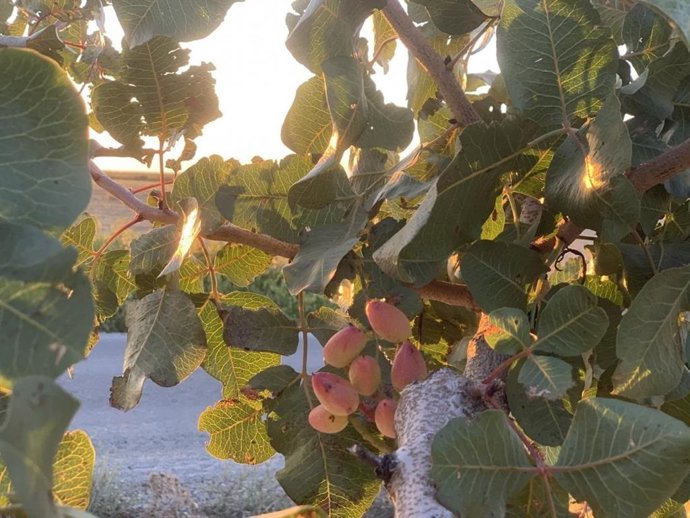 Pistachos de Castilla-La Mancha, en una imagen de archivo