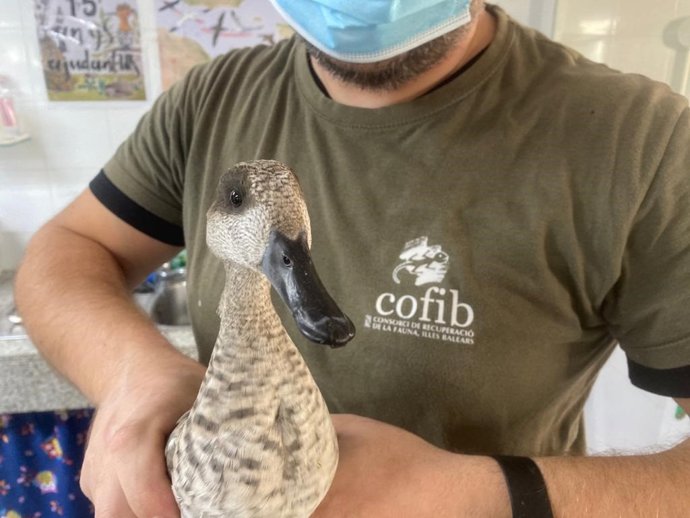 Técnico del Cofib con un ejemplar de cerceta pardilla