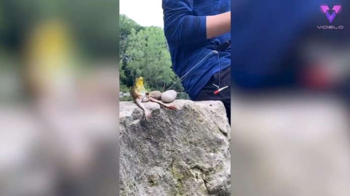 Filman a una rana fuera del agua que parece estar pescando con un grupo de amigos