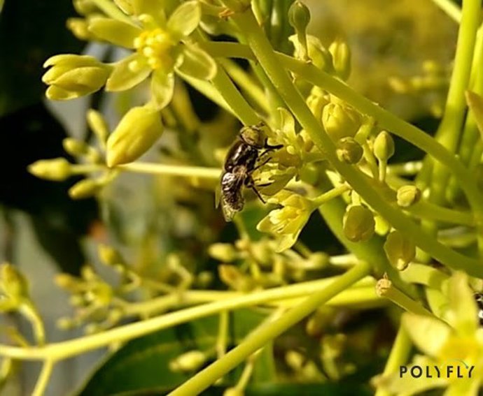 [L Comunicacion.Almeria.Dgob] Nota De Prensa, Foto Y Audio: Ayuda Agencia Idea A Empresa Polyfly