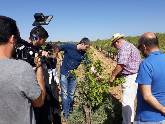 El secretario autonómico de Agricultura, Francisco Rodríguez Mulero, visita los cultivos dañados por el temporal de granizo en Requena