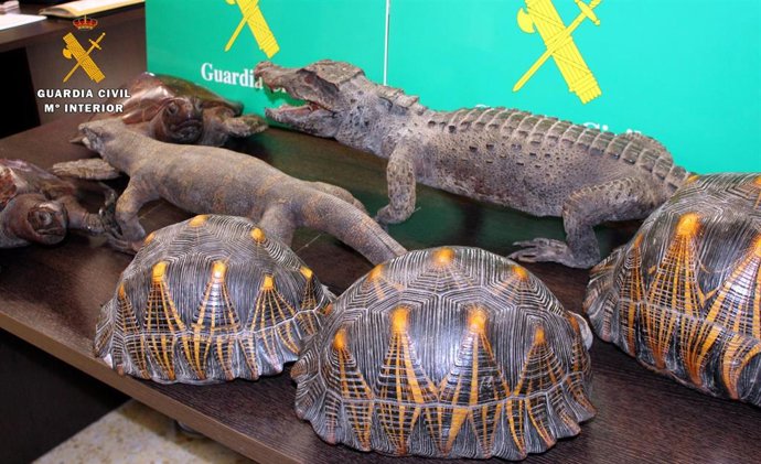 Animales protegidos disecados