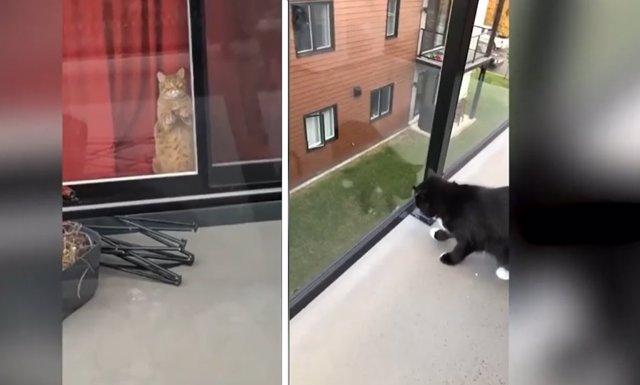 Estos gatos no se conocen, pero mantienen una relación a distancia