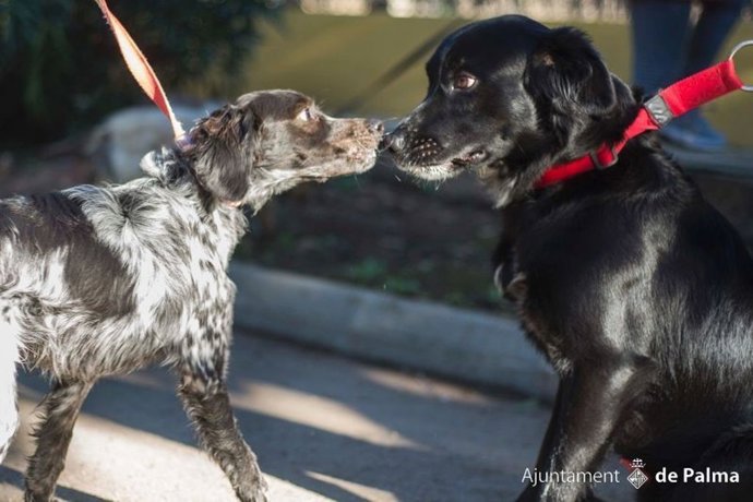 Perros de Son Reus pasean por las instalaciones del centro.