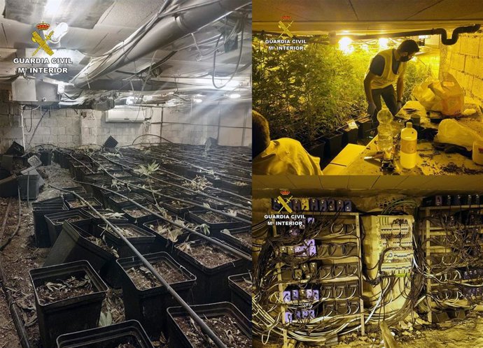 La Giardia Civil desmantela en Campos del Río un invernadero subterráneo con cerca de un millar de plantas de marihuana
