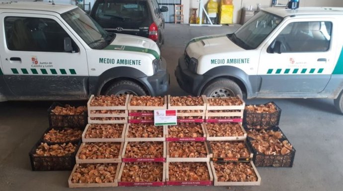 Níscalos intervenidos por las autoridades en la provincia de Soria.