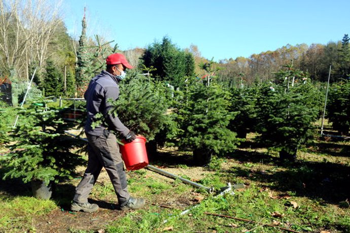 Un treballador d'una finca de les Guilleries on es cultiven arbres de Nadal, traslladant un avet. Imatge publicada el 14 de novembre del 2020 (Horitzontal)