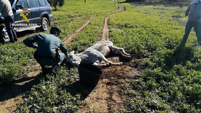Burro abandonado en Almonte