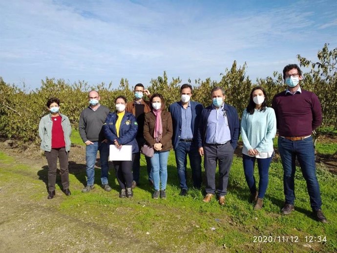 Delegación de Brasil y técnicos de Extremadura visitan un cultivo de ciruelas.