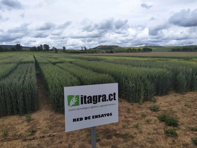 Investigación de cultivos de Diputación de Palencia e Itagra.