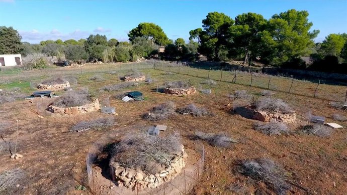 Cerrado del actual centro cinegético de Mallorca para el proyecto de recuperación del conejo de campo.