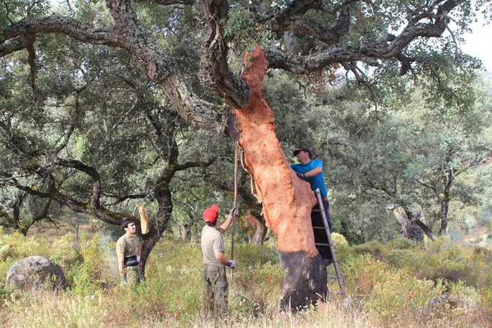 La Junta retoma la puesta en valor de los montes públicos cordobeses "tras años paralizada"