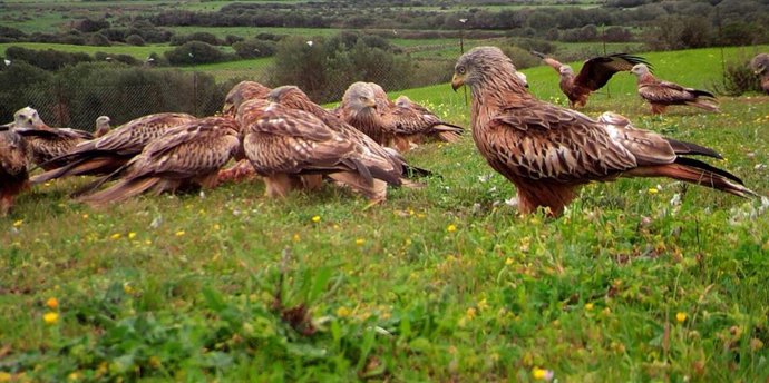 Ejemplares de milano real.