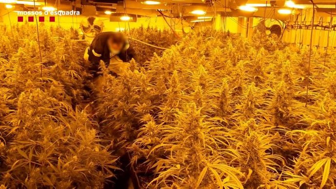 Una de las plantaciones de marihuana decomisada por los Mossos d'Esquadra.