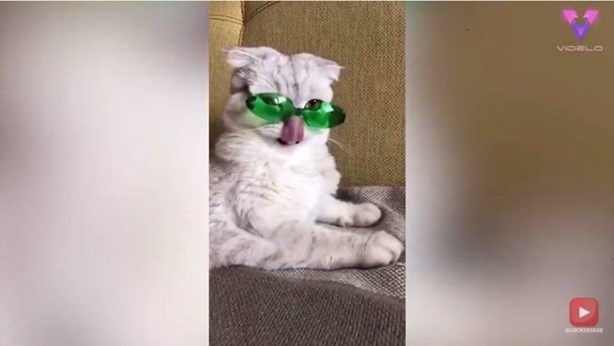 Esta gata viste unas gafas de sol hechas a medida con un par de cucharas de plástico