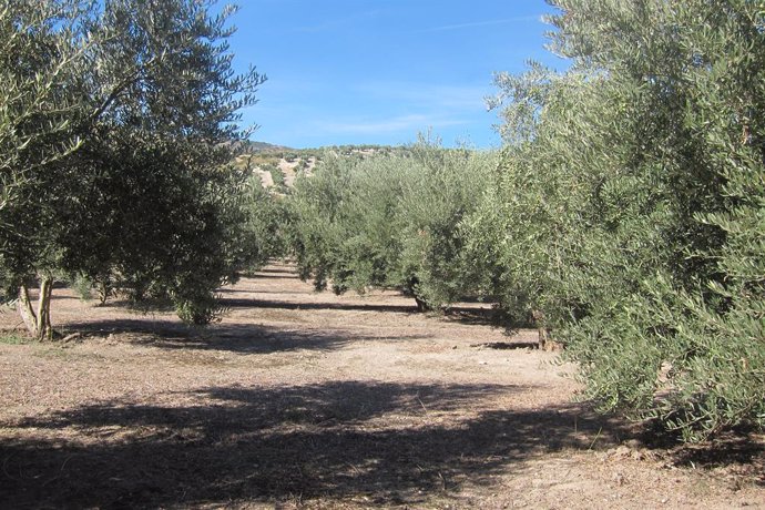 Olivar en Jaén.