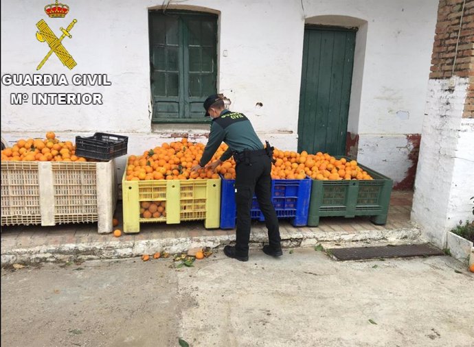 Imagen de las naranjas hurtada y recuperadas por la Guardia Civil en Gibraleón (Huelva).