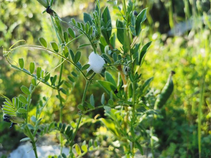 Planta afectada por la 'Xylella fastidiosa'.