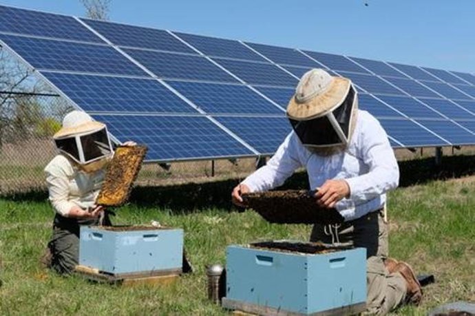 Endesa busca 'apicultores solares' en sus plantas de Carmona
