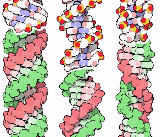 Tres conformaciones de la doble hélice de ADN: A (izquierda), B (centro) y Z zurda (derecha)