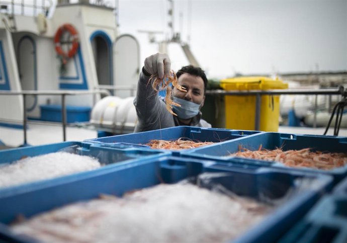 Un pescador con mascarilla enseña el género a la cámara en la lonja pesquera de la Cofradía de Pescadores de Sanlúcar de Barrameda 