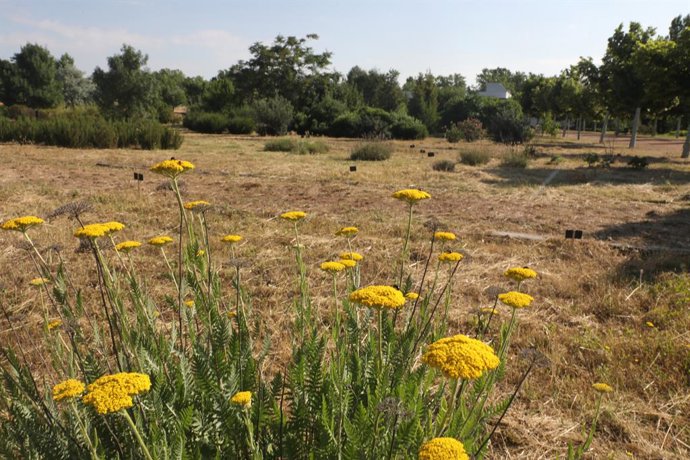 Plantas del Real Jardín Botánico Juan Carlos I de la Universidad de Alcalá, que reabrió sus puertas esta semana tras más de dos meses y medio sin recibir visitantes y desde ahora abrirá todos los días, fines de semana incluidos, adoptado las medidas nec