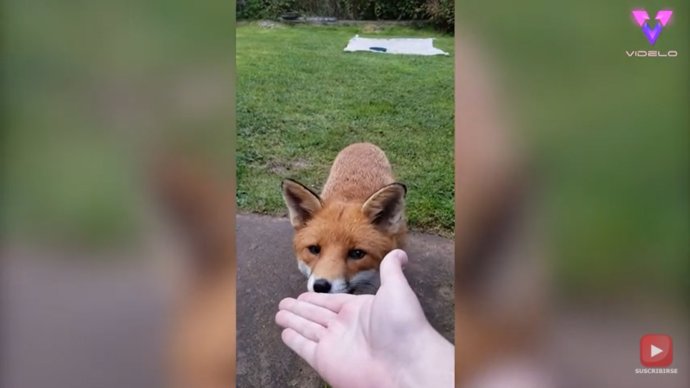 Un zorro amigable visita a un hombre en su jardín desde hace meses