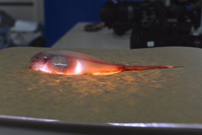 Un pez caracol iluminado recogido de la fosa de Kermadec en el suroeste del Océano Pacífico.