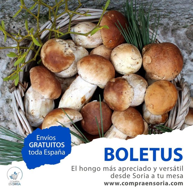Boletus a la venta en la tienda online Compraensoria.Com.