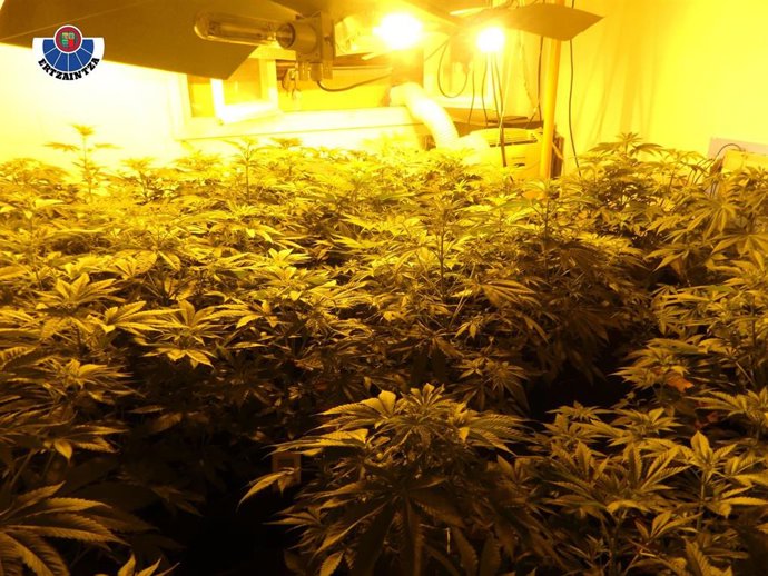 Plantación de marihuana localizada en Bermeo