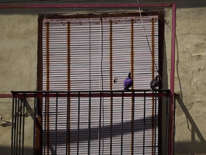 Unas palomas se posan en la barandilla de un balcón en la Plaza del Castillo de Pamplona