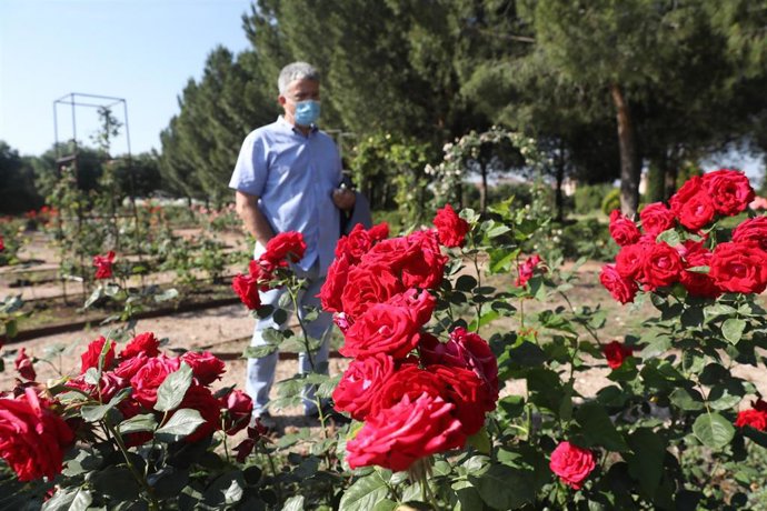 Un hombre mira unas rosas del Real Jardín Botánico Juan Carlos I de la Universidad de Alcalá, que reabrió sus puertas esta semana tras más de dos meses y medio sin recibir visitantes y desde ahora abrirá todos los días, fines de semana incluidos, adopta