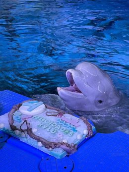 El bebé beluga Kylu con su tarta de gelatina