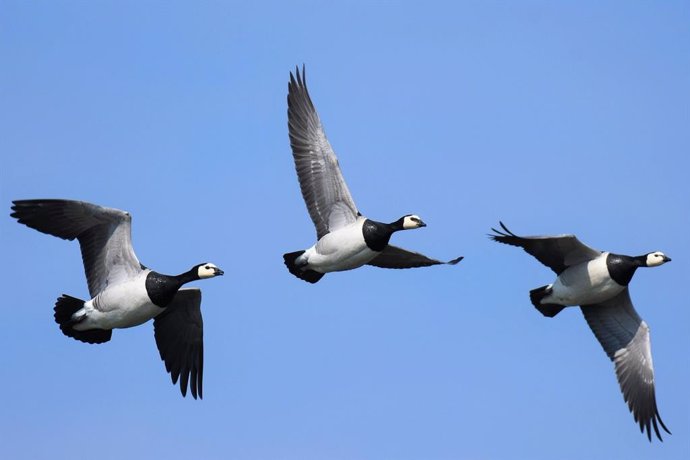 Aves migratorias