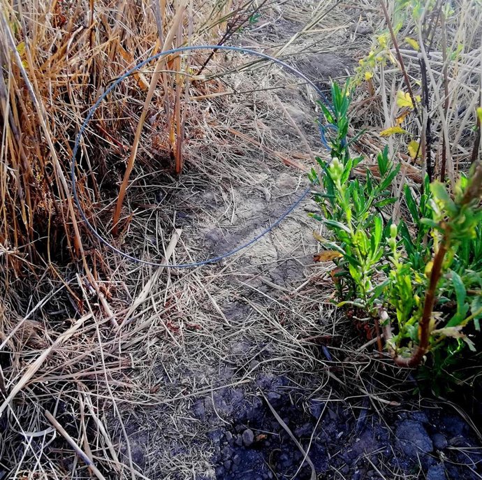 Lazo detectado por los ecologistas en el arroyo